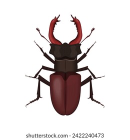 Brown stag beetle, top view of large insect bug with big horns vector illustration