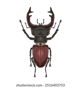 Brown Stag Beetle top view detailed vector