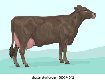 Brown Swiss Cow