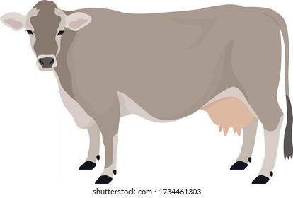 Brown Swiss cow Breeds of domestic cattle Flat vector illustration Isolated object set