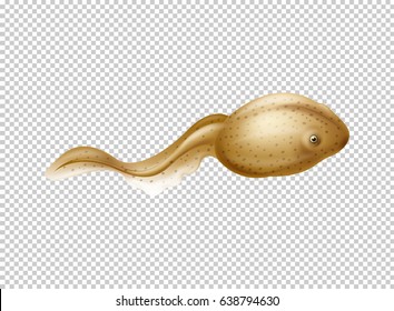 Brown Tadpole On Transparent Background Illustration