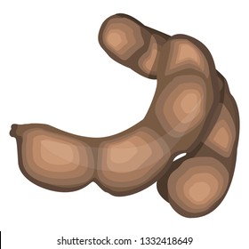 Brown tamarind fruit vector illustration on white background.