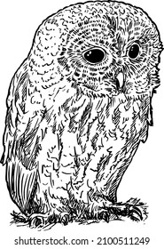 Brown or tawny owl bird, vector drawing or illustration.