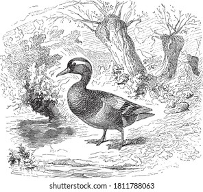 Brown teal, From the Dictionary of Word and Things, 1888.