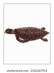 Brown and textured turtle showcasing a detailed patterned shell, flippers extended, isolated on a light backdrop, expressing motion.