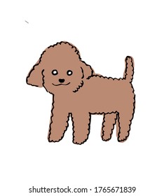 Brown toy poodle vector illustration