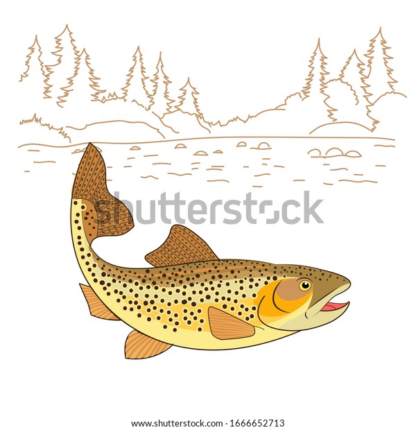 Poisson De Truite Marron Dessin Realiste Image Vectorielle De Stock Libre De Droits