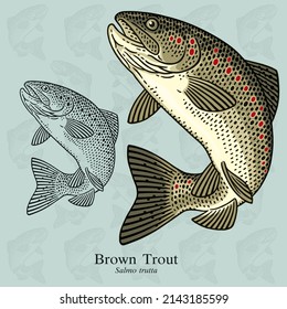 Brown Trout. Vector illustration with refined details and optimized stroke that allows the image to be used in small sizes (in packaging design, decoration, educational graphics, etc.)