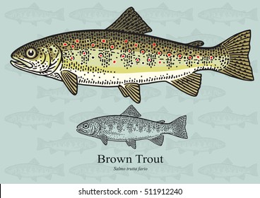 Trout Drawing Hd Stock Images Shutterstock