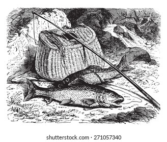 Brown trout, vintage engraved illustration. La Vie dans la nature, 1890. 