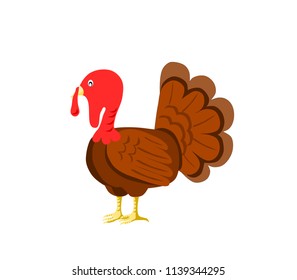 Brown turkey on white background.