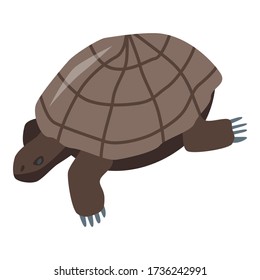 Brown turtle icon. Isometric of brown turtle vector icon for web design isolated on white background