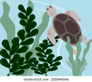 brown turtle seaweed under the sea vector illustration marine animal cute cartoon