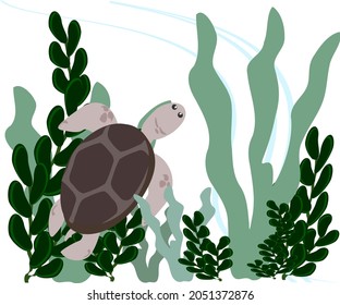 brown turtle seaweed under the sea vector illustration marine animal cute cartoon