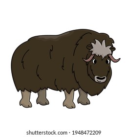 Brown vector outline cartoon hand drawn male Muskox. Doodle isolated illustration on white background, Side view of a standing Ovibos moschatus animal