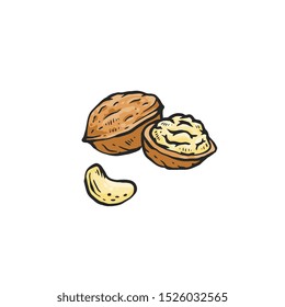 Brown walnut drawing isolated on white background - whole and cut in half raw nut for healthy nutrition. Hand drawn sketch food vector illustration.