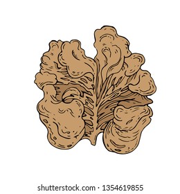 brown walnut food