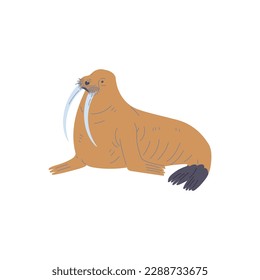 Brown walrus arctic animal flat style, vector illustration isolated on white background. Polar animal with long tusks, decorative design element, wildlife