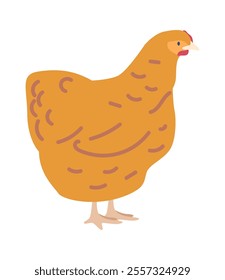 Brown or warren chicken vector illustration