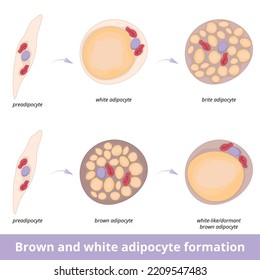 Brown and white adipocyte formation.	Process of different types of fat cell development including brite and dormant or white-like fat cells. Fat tissue structure.