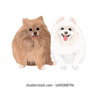 brown and white pomeranian dog smile