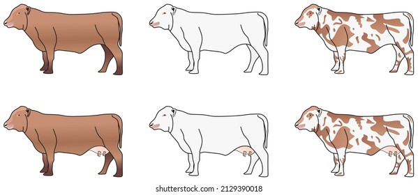 brown white spotted color bull and cow set vector drawing on isolated background object icon sign logo cartoon abstract art illustration source meat milk calf animal husbandry poultry farm concept 