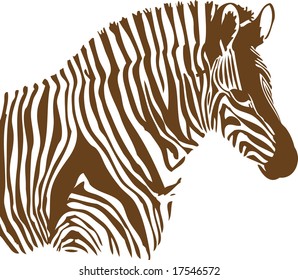 Brown and white Zebra on white background