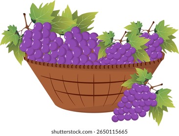 Cesta de vime marrom cheia de cachos maduros e suculentos de uvas. Ilustração vetorial.