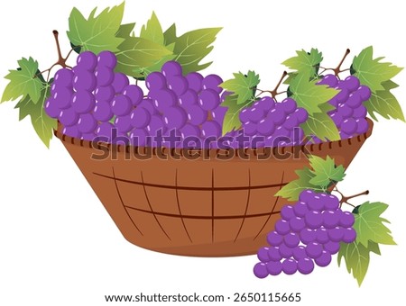 Brown wicker basket full of ripe, juicy bunches of grapes. Vector illustration.