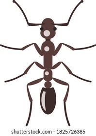 Hormiga salvaje marrón aislada en un fondo blanco. Una hormiga realista. Infografía plana. Ilustración vectorial.