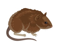 Brown Wild Mouse. Bank Vole, Myodes Glareolus, Clethrionomys Glareolus. Small Vole With Red-brown Fur Walking, Cartoon Drawing On A White Background, Children's Character Illustration.