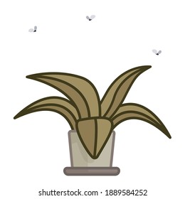 brown withered potted plant with flies. aloe vera, vector isolated.