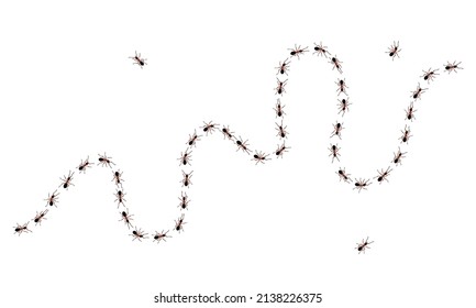 Brown worker ants trail line flat style design vector illustration isolated on white background. Top view of ants bug road trail marching in the line row. Pest control or insect searching concept.