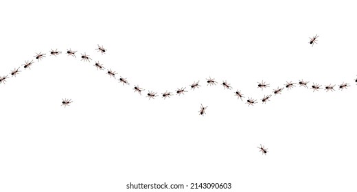 Las hormigas obreras marrones trazan la línea de diseño plana ilustración vectorial aislada en fondo blanco. Vista superior de las hormigas de la pista de la carretera de fallos marchando en la fila de la línea. Concepto de control de plagas o búsqueda de insectos.