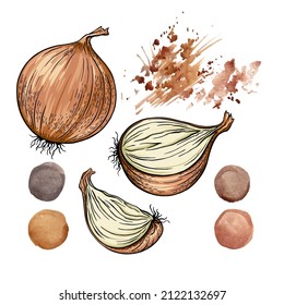 brown or yellow onions set. Whole peeled, half, onion rings and slices. Fresh farm market vegetables. Watercolor yellow onion illustration