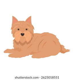 Brown yorkshire terrier lying down on the ground, cute pet doggy with fluffy fur