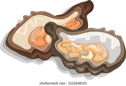 Brown-beige oysters, a traditional dish, seafood delicacy, vector image isolated on white background