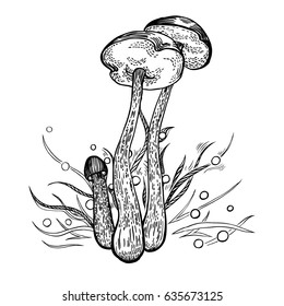 Brown-cap bolete mushroom with grass on background in engraved style. Vector illustration.