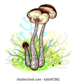 Brown-cap bolete mushroom with grass on background in engraved style. Vector illustration.