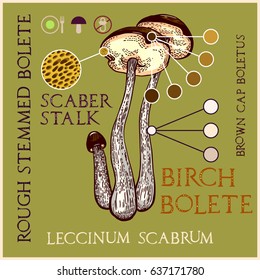 Brown-cap boletus in engraved style. Subscribed with characteristics and several titles. Vector illustration with infographic elements and lettering.