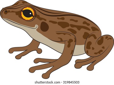 Brown-Frog-Vector-Illustration