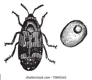 111 Pea and bean weevils Images, Stock Photos & Vectors | Shutterstock