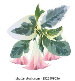 Brugmansia angel trumpet pink flower and variegated foliage isolated on a white background, high quality detailed illustration