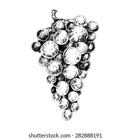Brunch of grapes. Ink hand drawn illustration