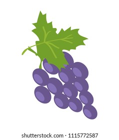 Brunch of lilac grape, color vector illustration, fresh fruit isolated on white, green leaf, round berries, tasty juicy bunch, sweet wine ingredient.