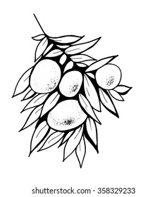 Brunch of mandarins , vector illustration isolated. Hand made sketch. Orange fruit .