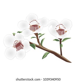 A brunch of manuka vector illustration