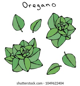 A Brunch of Oregano with Leaves. Oregano Springs. Background with Aromatic Herb. Fresh Cooking Ingredient. Meat, Soup, Main Course Spice. Realistic Hand Drawn Illustration. Savoyar Doodle Style.