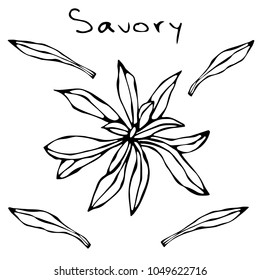A Brunch of Savory with Leaves. Savory Springs. Background with Aromatic Herb. Fresh Cooking Ingredient. Meat, Soup, Main Course Spice. Realistic Hand Drawn Illustration. Savoyar Doodle Style.