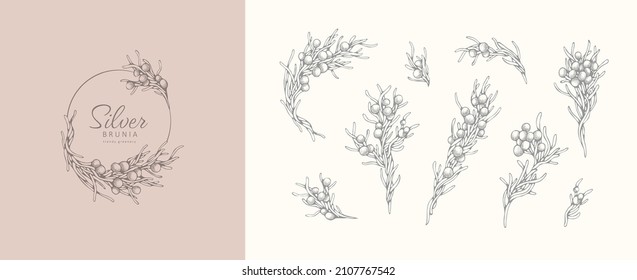 Brunia Albiflora plant. Floral logo and branch set. Hand drawn line wedding herb, elegant leaves for invitation save the date card